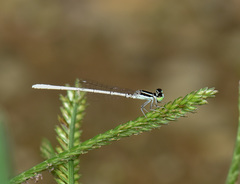 Agriocnemis lacteola