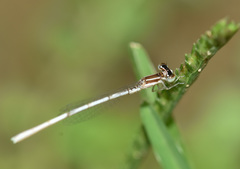 Agriocnemis lacteola