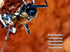 Polyrhachis semiaurata