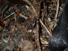 Dieuches maculicollis