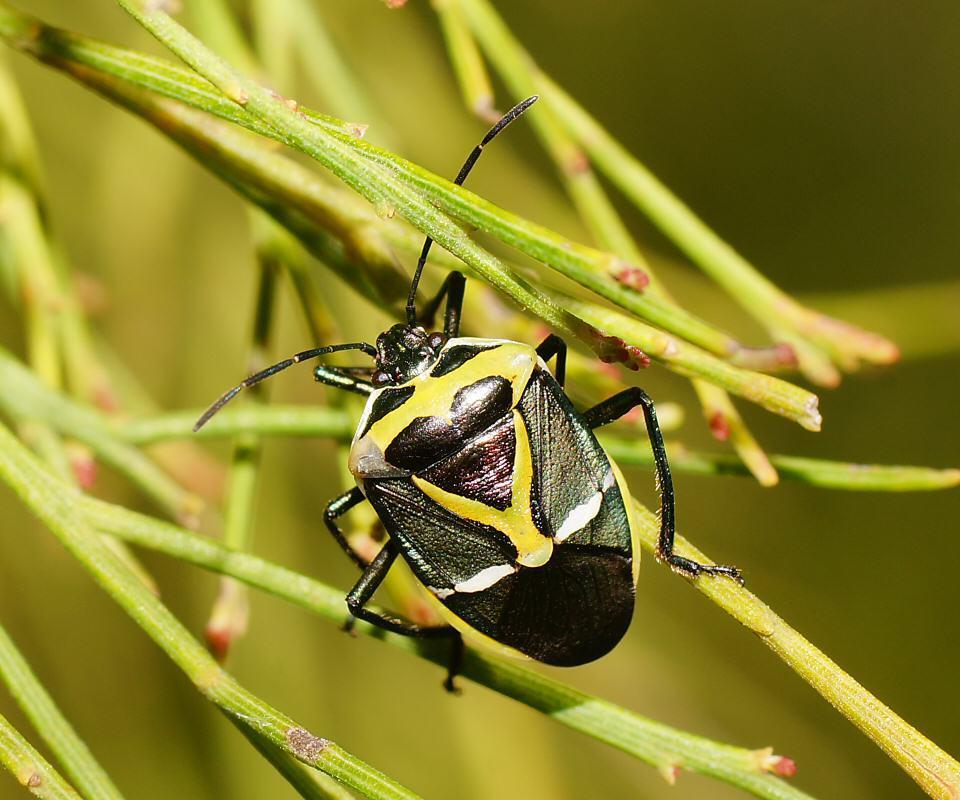 Commius elegans