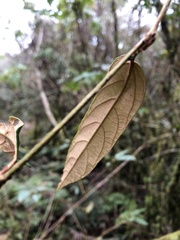 Rubus liui