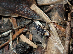 Dieuches maculicollis