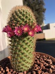 Mammillaria backebergiana