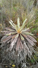 Espeletia corymbosa