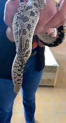 Heterodon