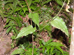 Smilax sieboldii