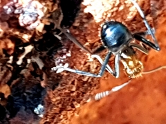 Polyrhachis semiaurata
