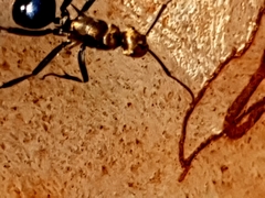 Polyrhachis semiaurata