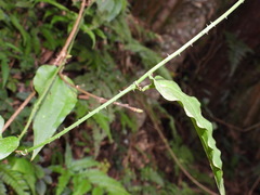 Smilax sieboldii