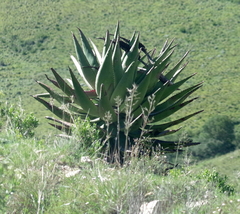 Aloe ferox