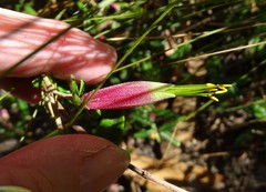 Correa decumbens