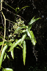 Rubus schmidelioides schmidelioides