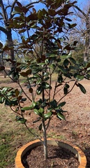 Magnolia grandiflora