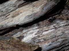 Dieuches maculicollis