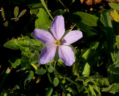 Erodium gruinum
