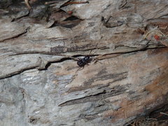 Dieuches maculicollis