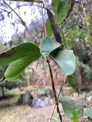 Mucuna sempervirens