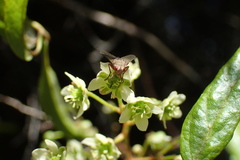 Rubus schmidelioides schmidelioides