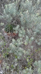 Linochilus rosmarinifolius