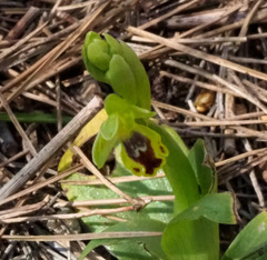 Ophrys lutea galilaea