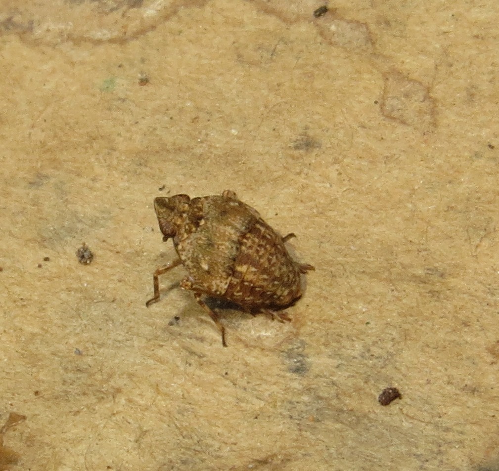 Lyncidinae