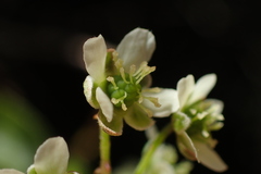 Rubus schmidelioides schmidelioides