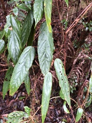 Rubus liui