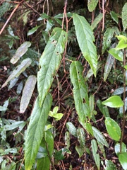 Rubus liui