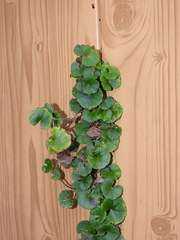 Hydrocotyle nepalensis