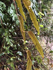 Rubus liui