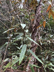 Rubus liui