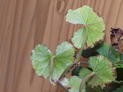 Hydrocotyle nepalensis