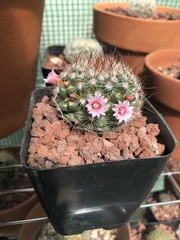 Mammillaria fittkaui limonensis