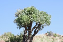 Cussonia paniculata
