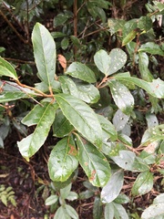 Viburnum arboricolum