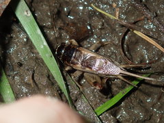 Lepidogryllus