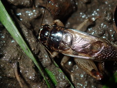 Lepidogryllus