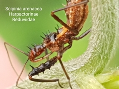 Scipinia arenacea