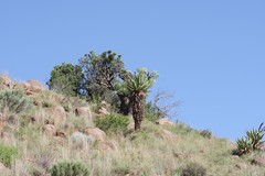 Cussonia paniculata