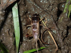 Lepidogryllus