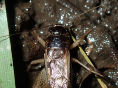 Lepidogryllus
