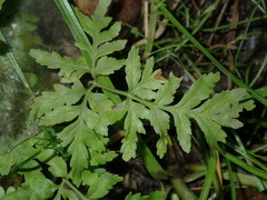 Pteris tremula