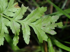 Pteris tremula