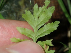 Pteris tremula