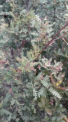 Weinmannia tomentosa