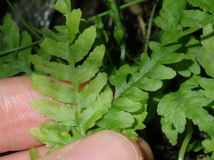 Pteris tremula