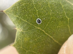 Tetraleurodes perileuca