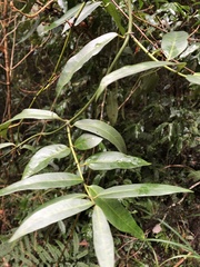 Gardneria multiflora