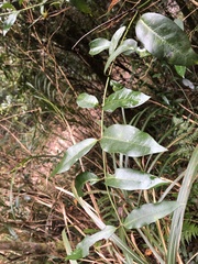 Gardneria multiflora